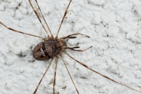 Une femelle (Opiliones - Phalangiidae - Dicranopalpus ramosus)